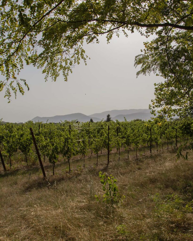adozione-vigneti-lago-di-gada