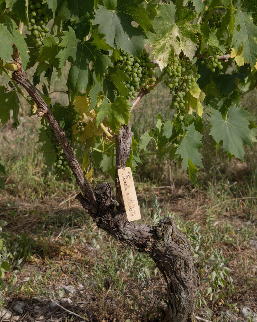 targhetta-di-adozione-vigna-sul-lago-di-garda
