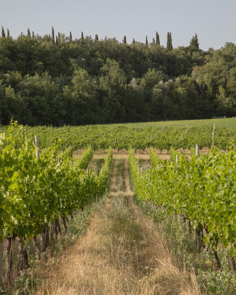 vigneti-lago-di-garda